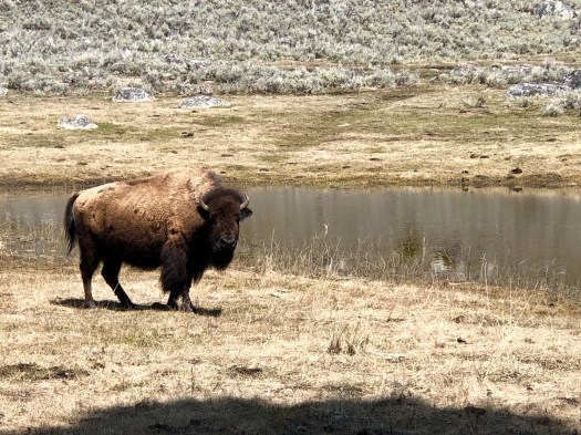 The Lone Bison (Yellowstone)