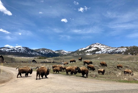 Yellowstone Buffalo on the Road